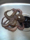 Octopus in a drain