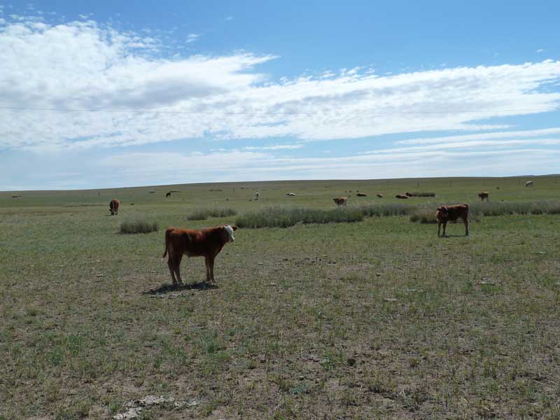 中国内蒙古草原2010年9月