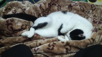 実家の猫
