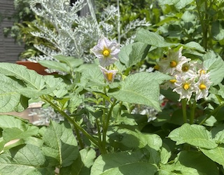 バレイショの花