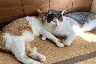 実家の猫